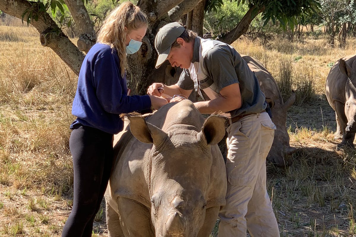 Siske Loggie: ACE volunteer helping a vet work on a baby rhino