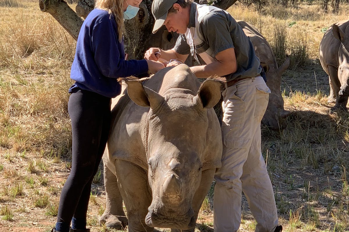 Siske Loggie: ACE volunteer helping a vet work on a baby rhino