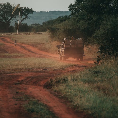ACE vehicle slowly following a cheetah in the distance