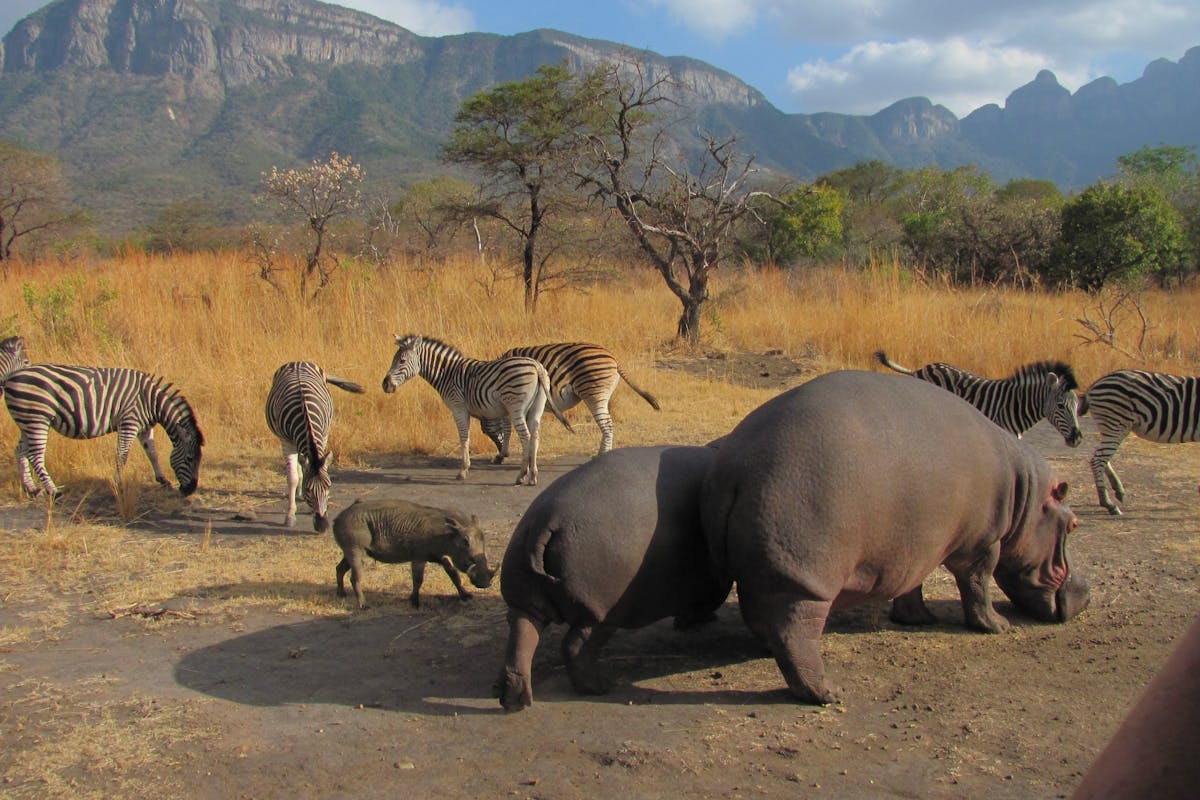 Hippos, warthog and Zebra  in the reserve surrounding Moholoholo