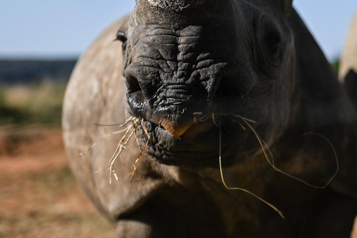 Close Up Of Black Rhino