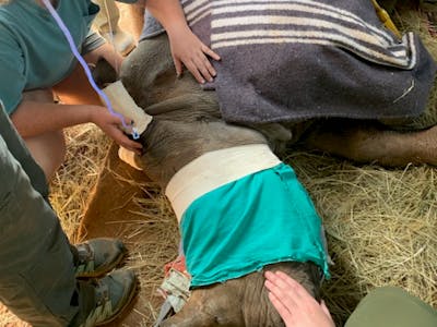 Lillie Homberg: veterinary work on a sedated rhino