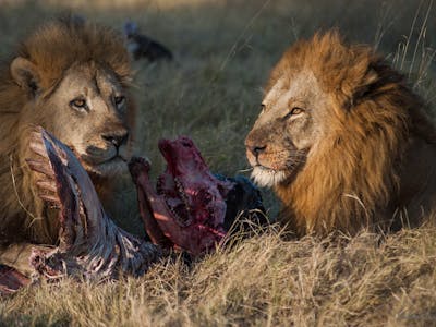 Lions eating a fresh kill in the Okavango