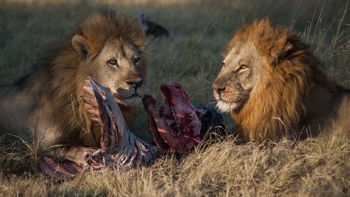 Lions eating a fresh kill in the Okavango