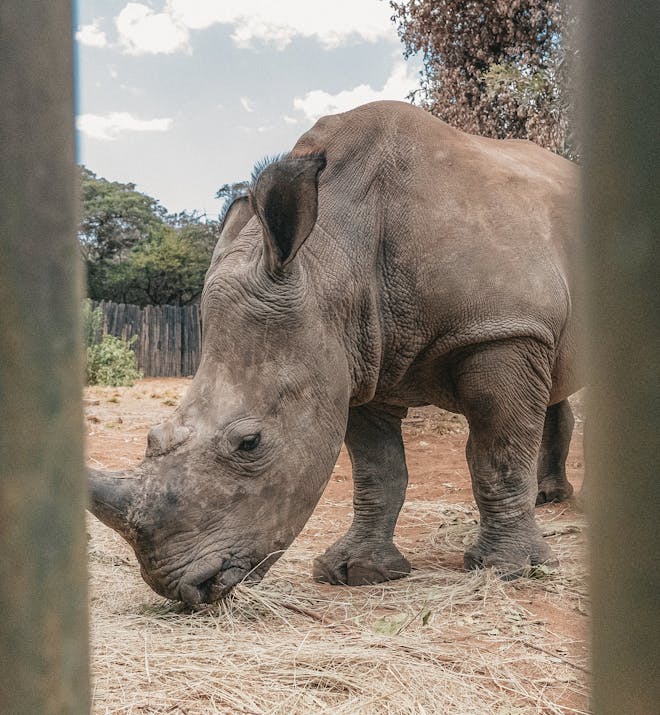 Close-up of a rhino, Golola Rhino Orphanage and Rehabilitation Centre
