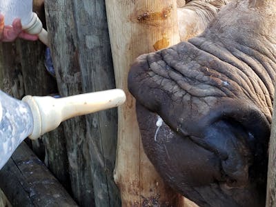 Carol Krieger and Geoffrey Neate: bottle feeding a rhino