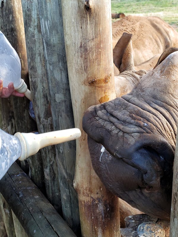 Carol Krieger and Geoffrey Neate: bottle feeding a rhino