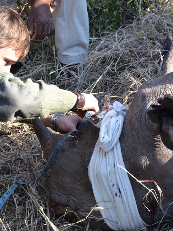 Rebecca Wheeler: rhino de-horning