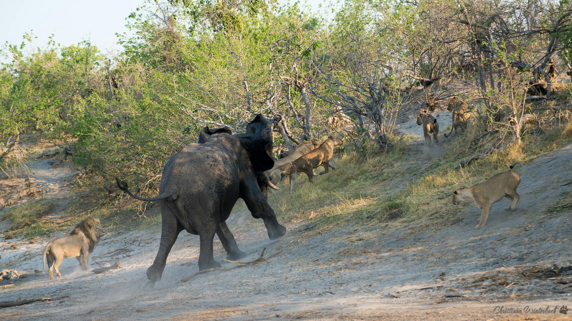 An elephant chasing lions in the African bush