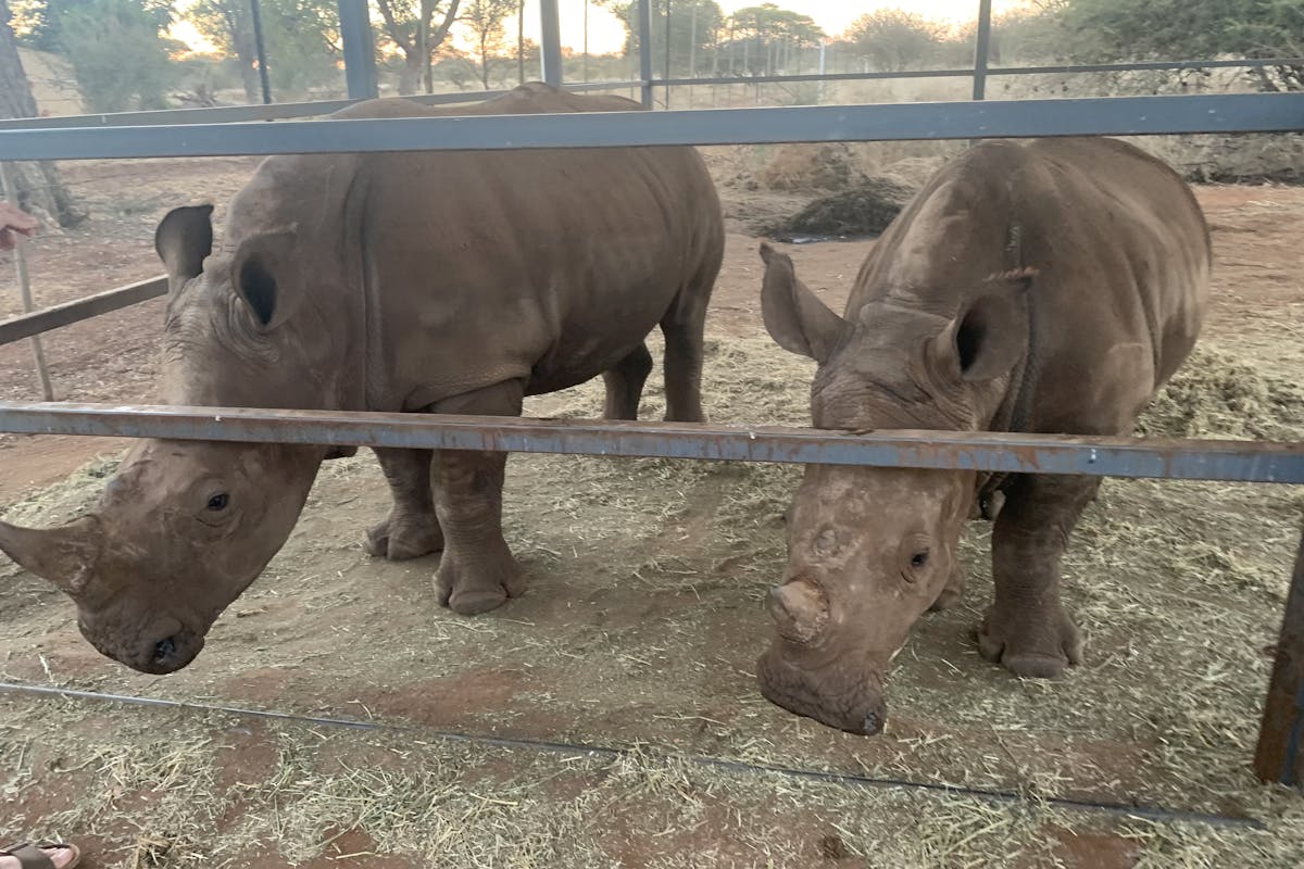 Siske Loggie: two rhinos