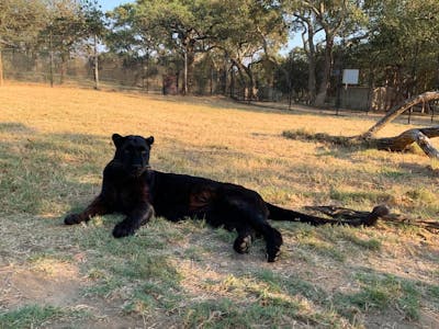 Lauryn Sitton: A black jaguar 
