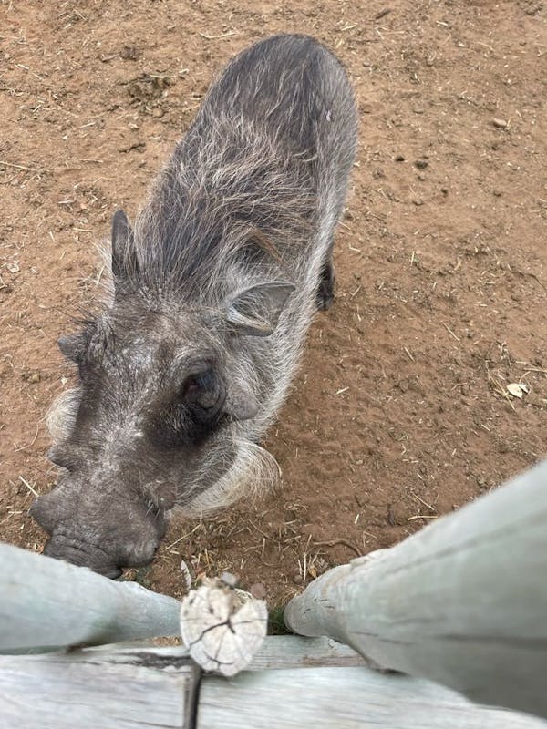 Michelle Roegiers: close-up of a warthog