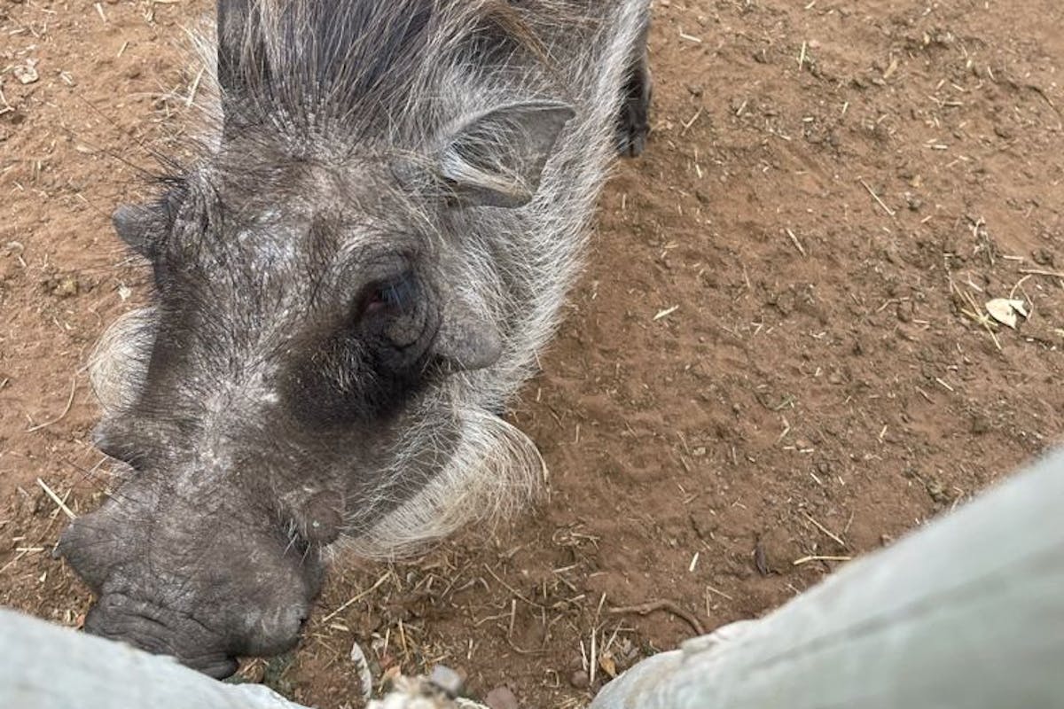 Michelle Roegiers: close-up of a warthog