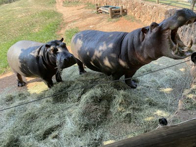 Chandra Kelton: hippos