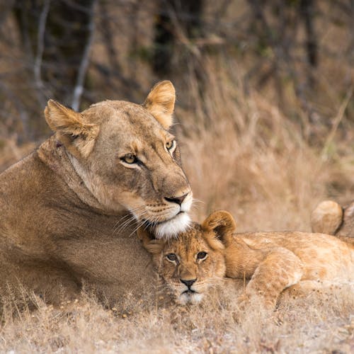 A lioness with her cubs