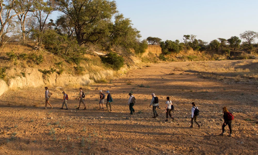 A university group hiking through the African bush on the Rhino Focus Course