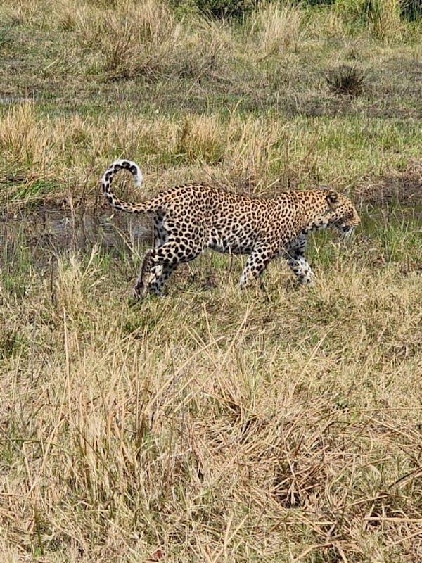 Floris Behnke: leopard