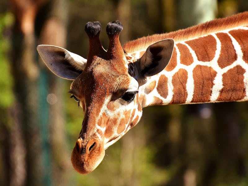 Giraffe head and neck in sharp focus