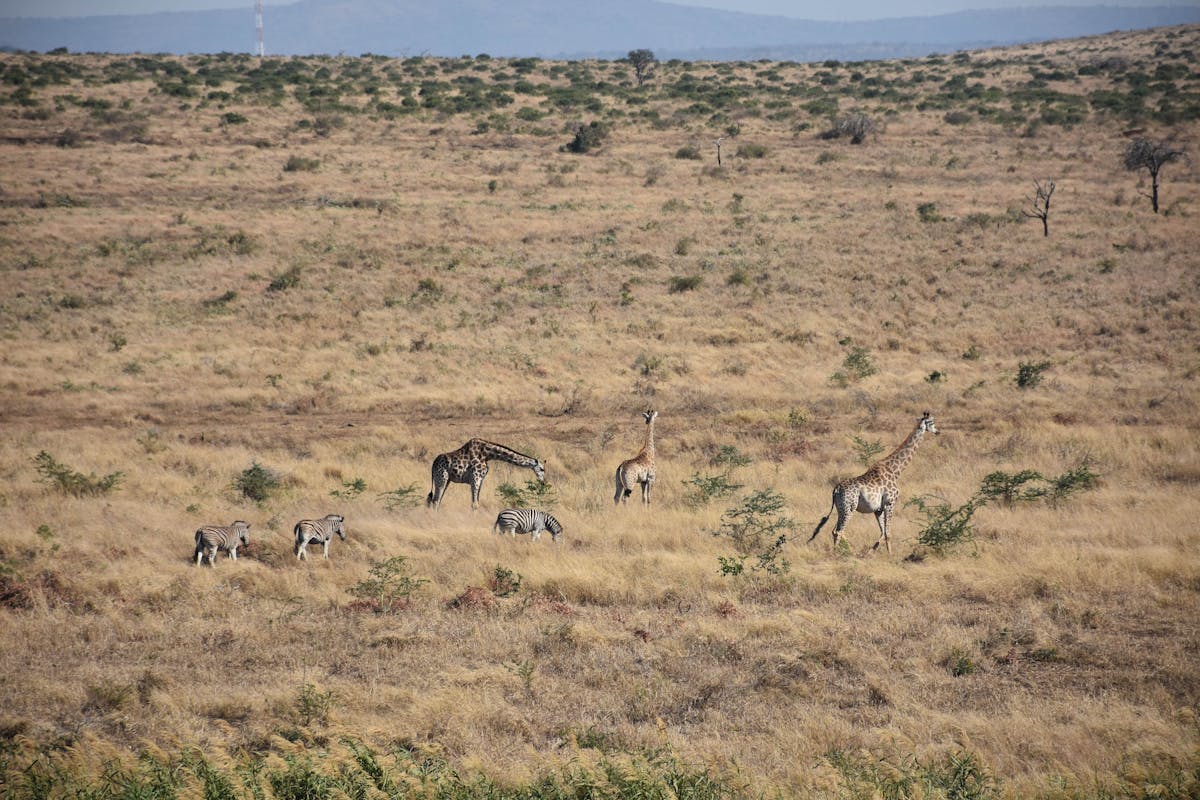 Barbara Merolli: giraffes and zebras in the distance