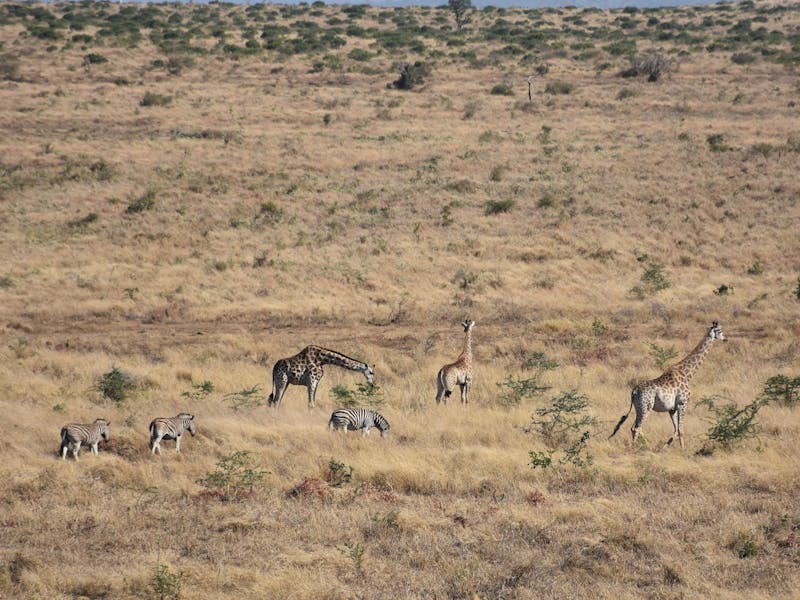 Barbara Merolli: giraffes and zebras in the distance
