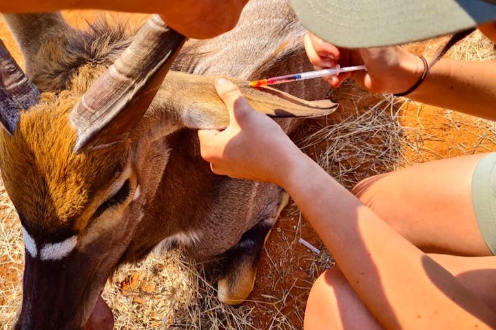 Natasha Hart: injecting a nyala