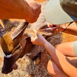 Natasha Hart: injecting a nyala