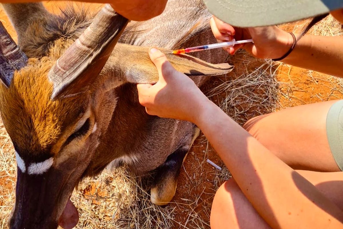 Natasha Hart: injecting a nyala