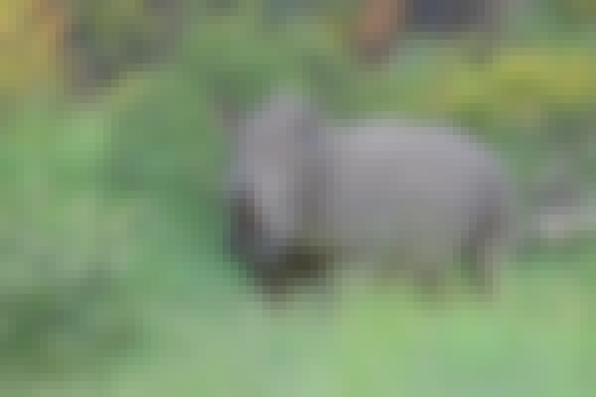 A rhino stands in the bush