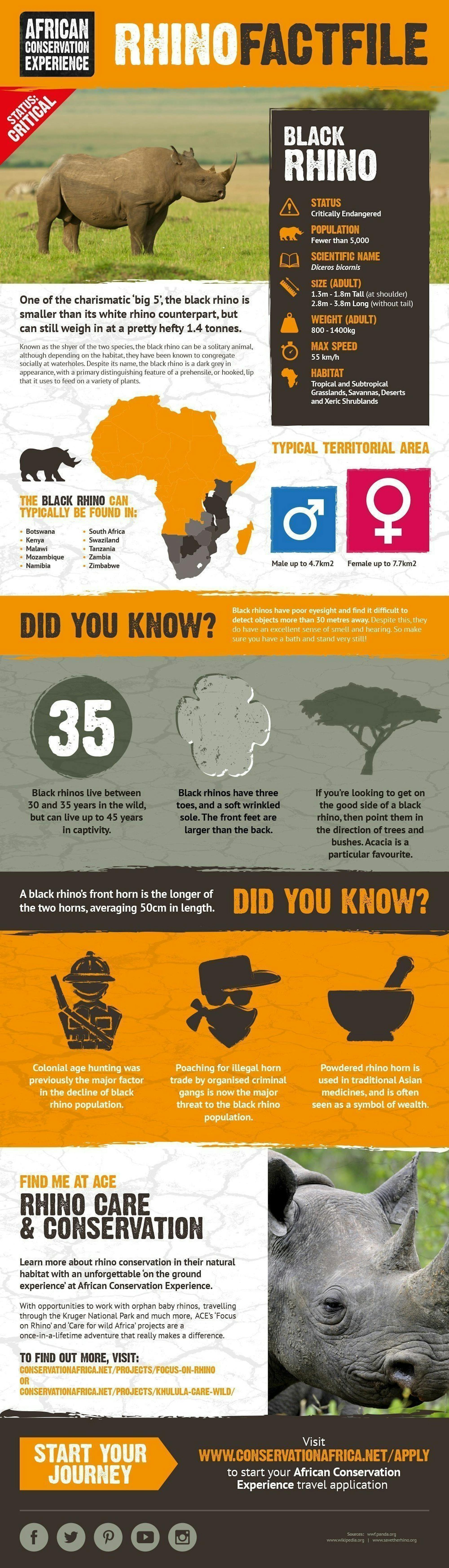Black Rhino Facts, Infographic