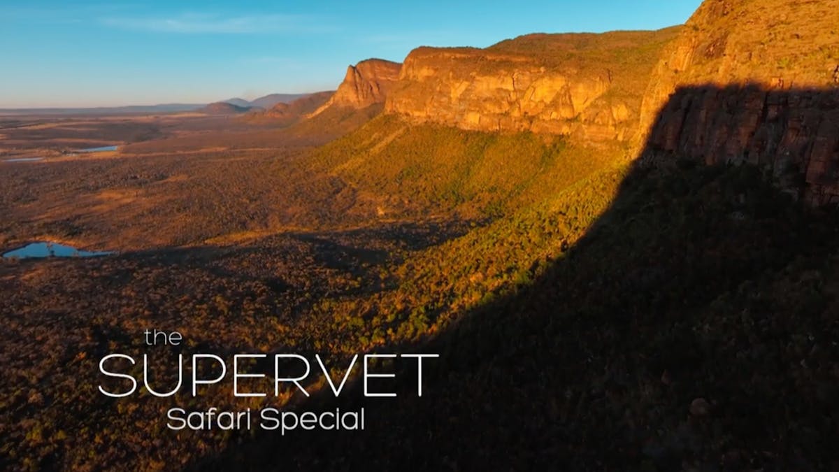 The Supervet: Safari Special