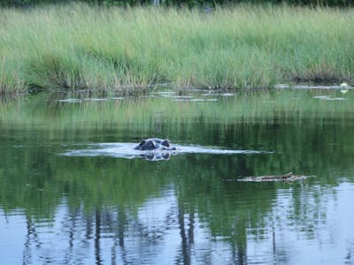 A hippo in a lake