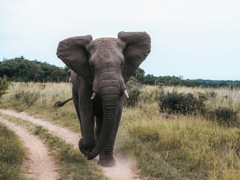 Close-up of an elephant coming towards the camera