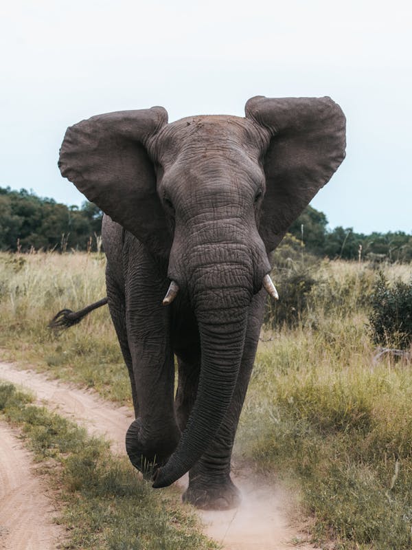 Close-up of an elephant coming towards the camera