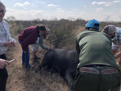 Micaela Chaffin: veterinary work in the field
