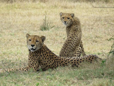 Jenna Page: two cheetah turning to face the camera