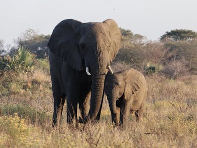 Jenna Page: Mother and baby elephant in the bush