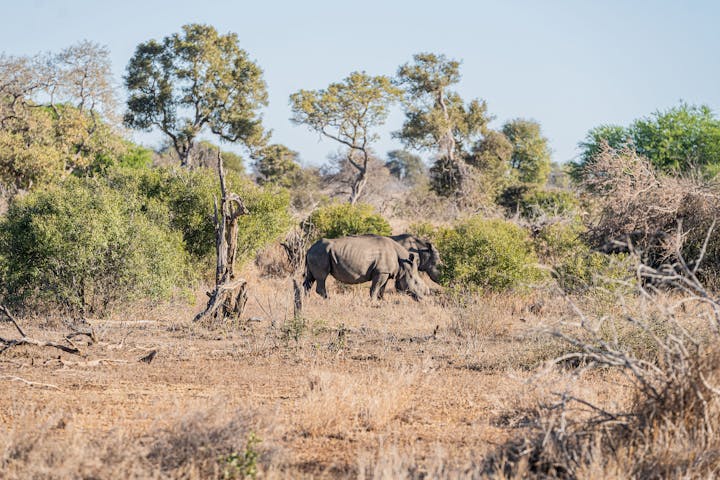 Two rhinos in the Kruger 