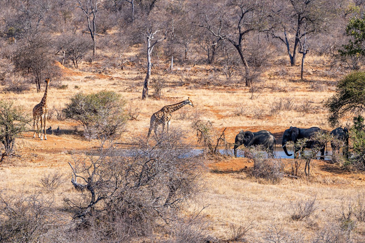 Patrick Brandon: giraffes and elephants congregating around a waterhole in the bush 