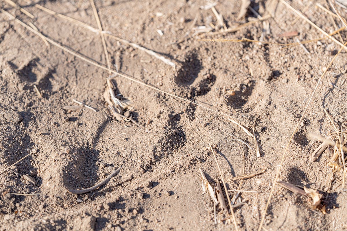 Patrick Brandon: animal tracks in the sand
