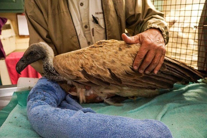 Moholoholo Rehabilitation Centre - White Backed Vulture