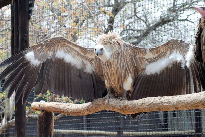 A vulture at Moholoholo