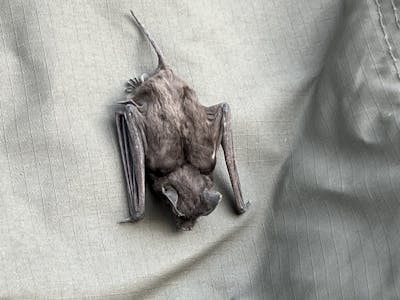 A bat at Moholoholo