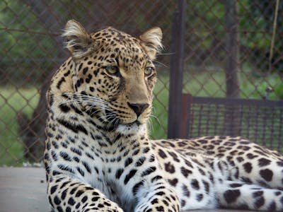 A leopard at Moholoholo