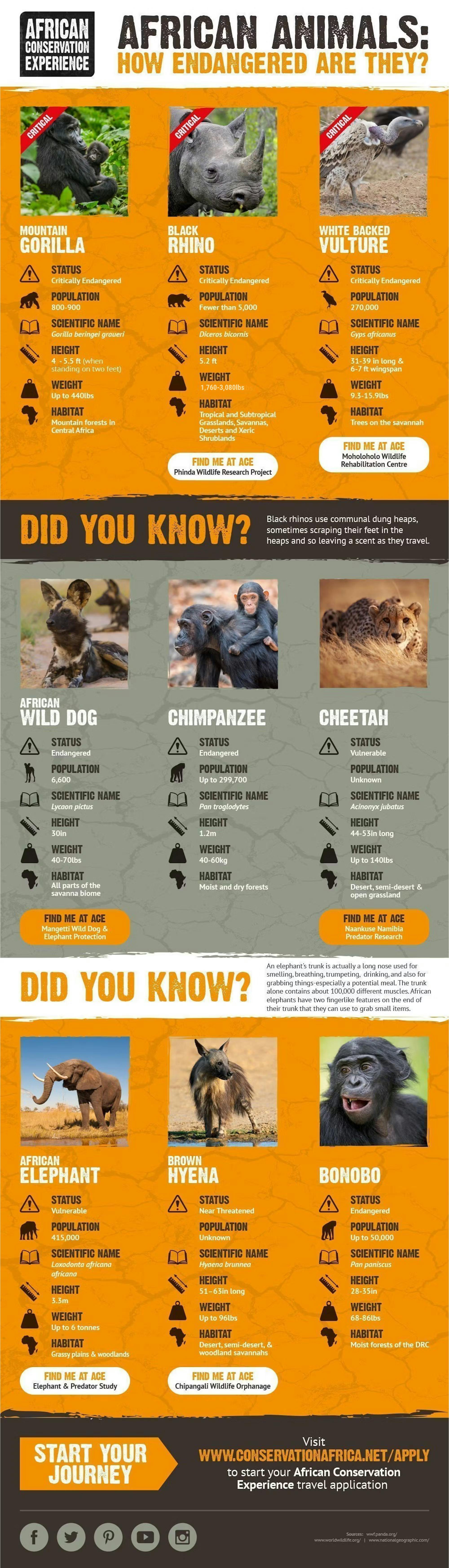 Infographic: Endangered African animals