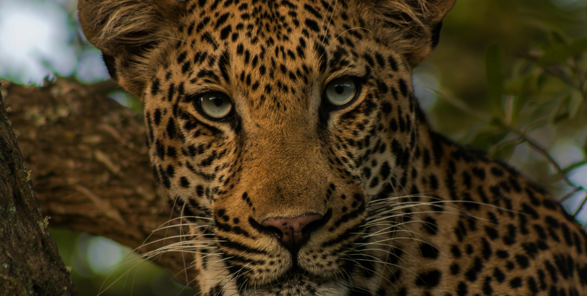 Leopard at Phinda