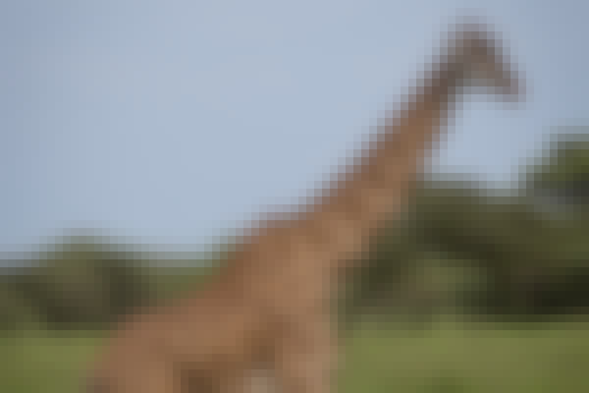 Mark and Jean Skilling: giraffe at Phinda