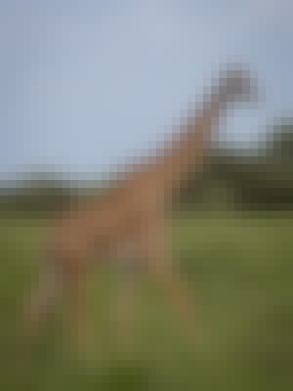 Mark and Jean Skilling: giraffe at Phinda