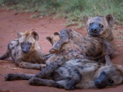 Mark and Jean Skilling: hyena and cub at Phinda