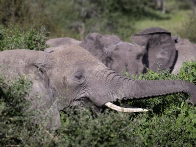 Mark and Jean Skilling: elephants at Phinda