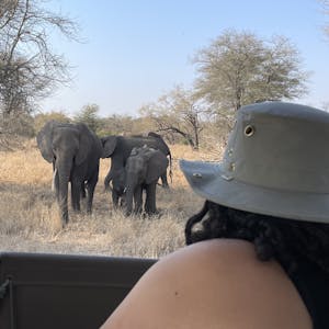 A female viewing elephants